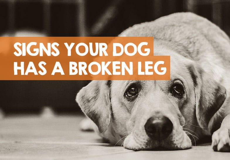 how do you know if a puppy has a broken leg