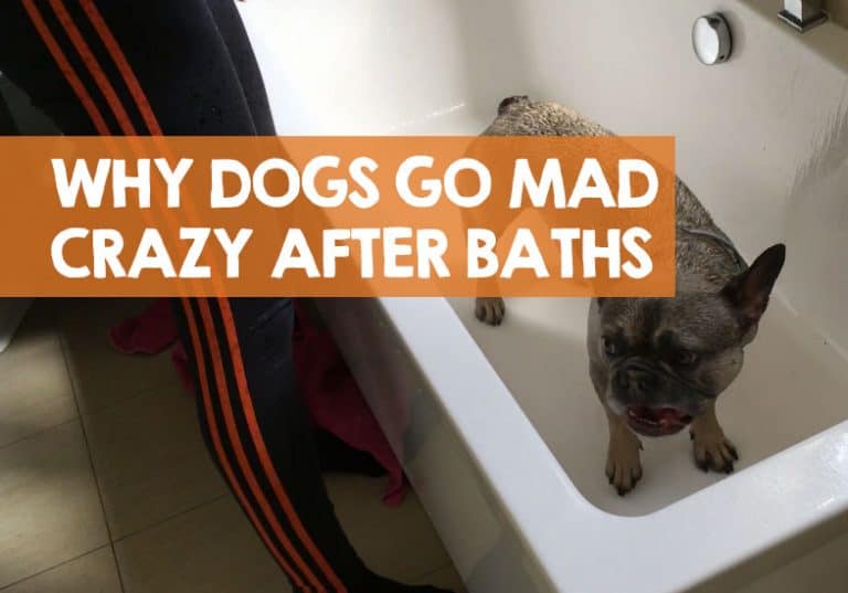 Why Do Dogs Go Crazy After a Bath? 5 Reasons for Mad Zoomies!