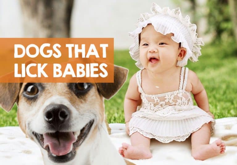 Is it OK for a Dog Lick a Baby? (Dog Saliva is Harmful to Babies)