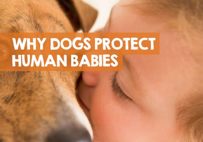 Why Do Dogs Protect Babies? (Guarding & Defending Behavior)