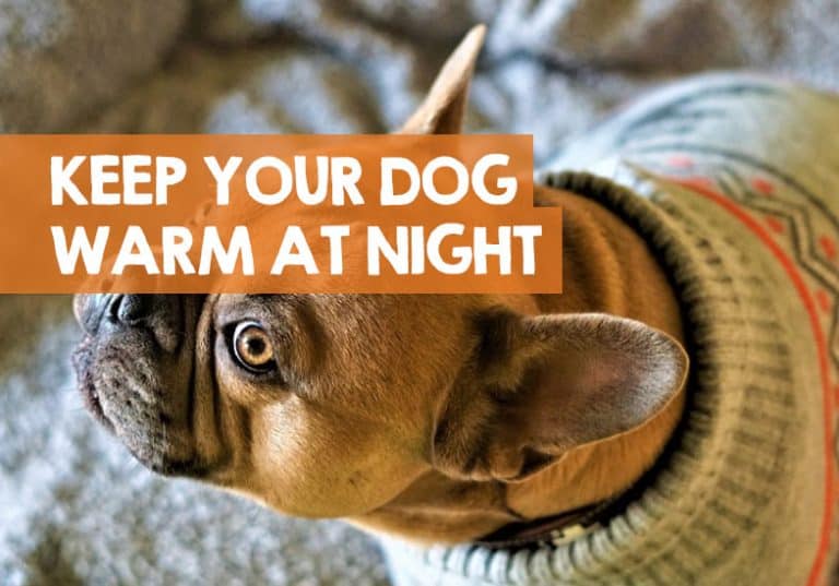 How to Keep a Dog Warm at Night Inside & Outside the Home