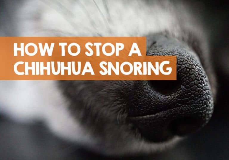 How to Stop a Chihuahua Snoring 19 Remedies to the Snore Problem