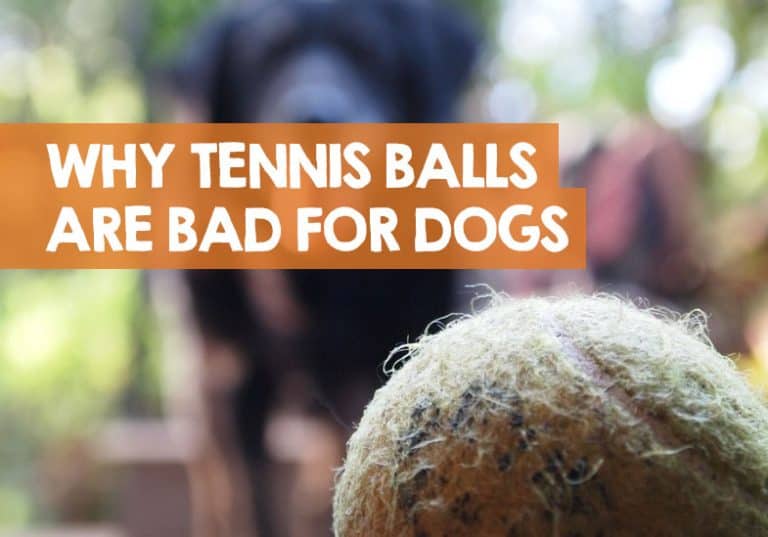 Are Tennis Balls Bad for Dogs (How Safe or Toxic Are They)?