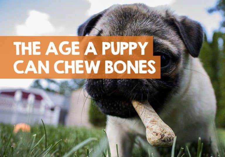 What Age Can I Give My Puppy a Bone Safely? (+ Risks)