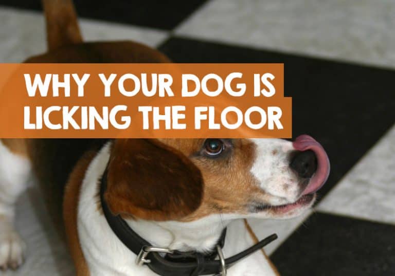 Why Does My Dog Lick the Floor? (Suddenly or Constant Habit)