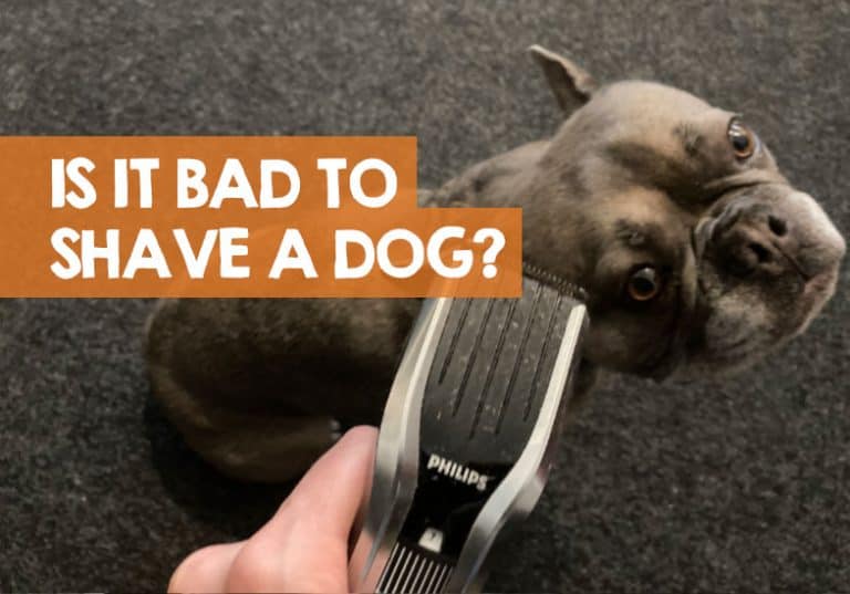 Is It Bad to Shave Your Dog? (Summer, Winter, Whiskers, Fur)
