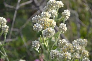 Dog smelling like maple syrup