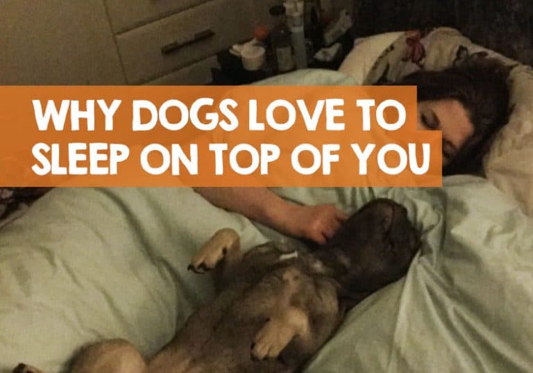 Why Does My Dog Sleep on Top of Me at Night? 6 Problems