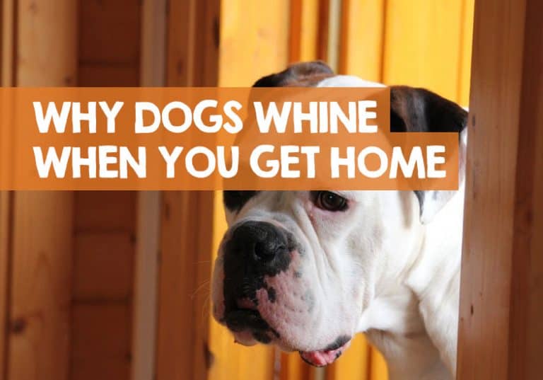 Why Does My Dog Whine When I Come Home? (Howls Every Time)