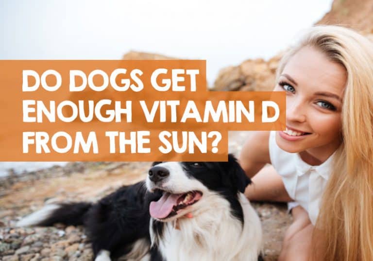 Do Dogs Get Vitamin D from the Sun? + Is it Enough for Them?
