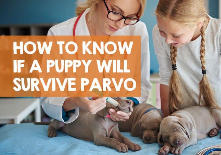 How Do I Know if My Puppy Will Survive Parvo? (+ Home Treatment)