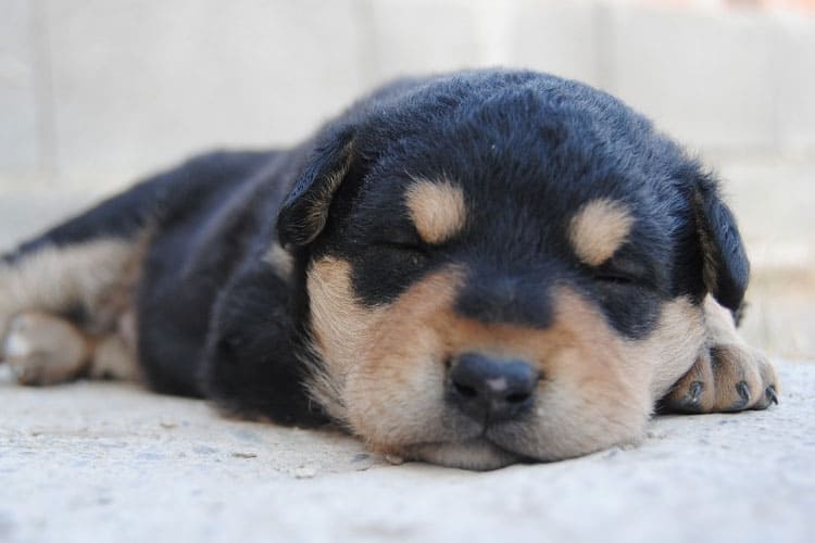 do puppies sleep more when they are growing