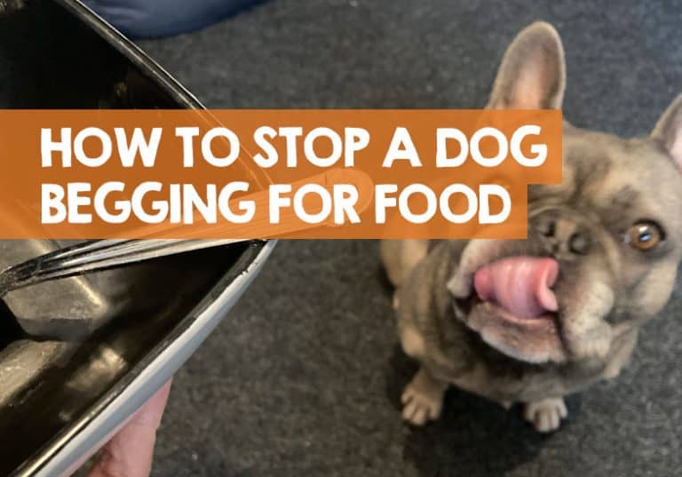 How to Stop a Dog Begging for Food Constantly 11 Tips