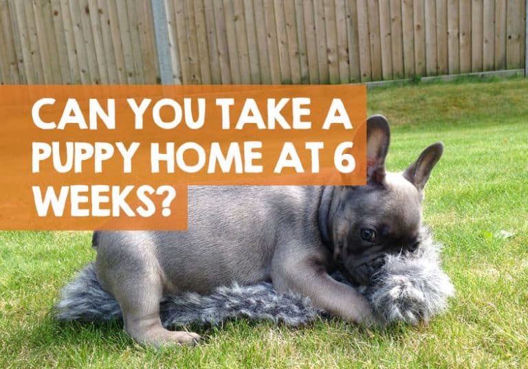 Can You Take Puppy Home at 6 Weeks from Mother? + What Happens?