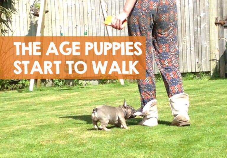 When Do Puppies Start Walking After Birth On Leash Properly When do puppies start walking after birth on leash properly