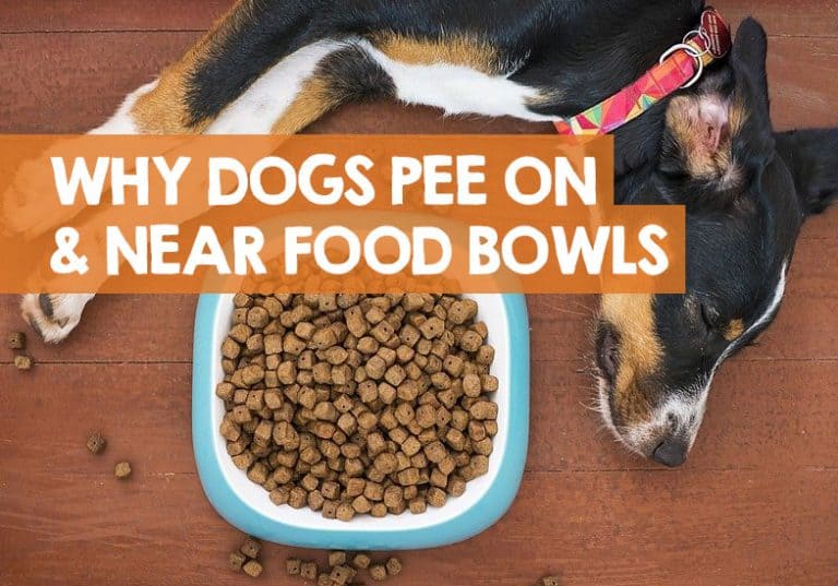 Why Does My Dog Pee on His Food Bowl? (When to Call Vet)