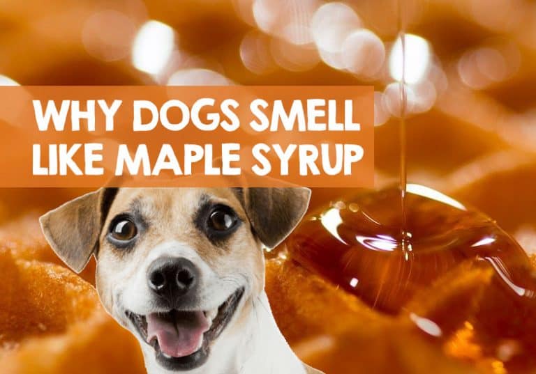 Why Does My Dog Smell Like Maple Syrup? (Urine & Breath Warning)