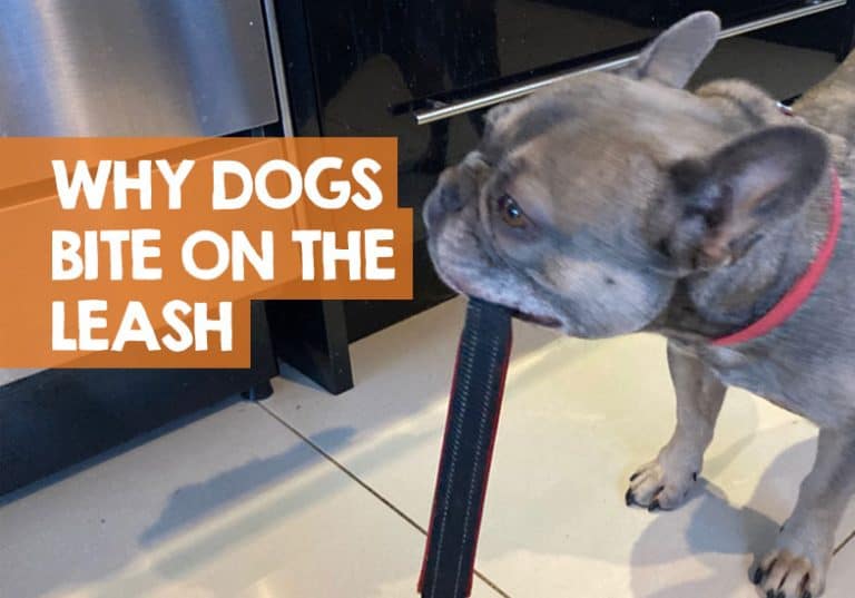 Why Do Dogs Bite Their Leash When Walking & Running? + How Stop
