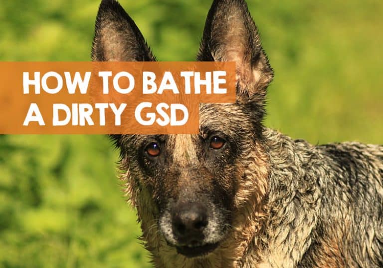 How Often Should I Bathe a German Shepherd? + How to Bath & Shower