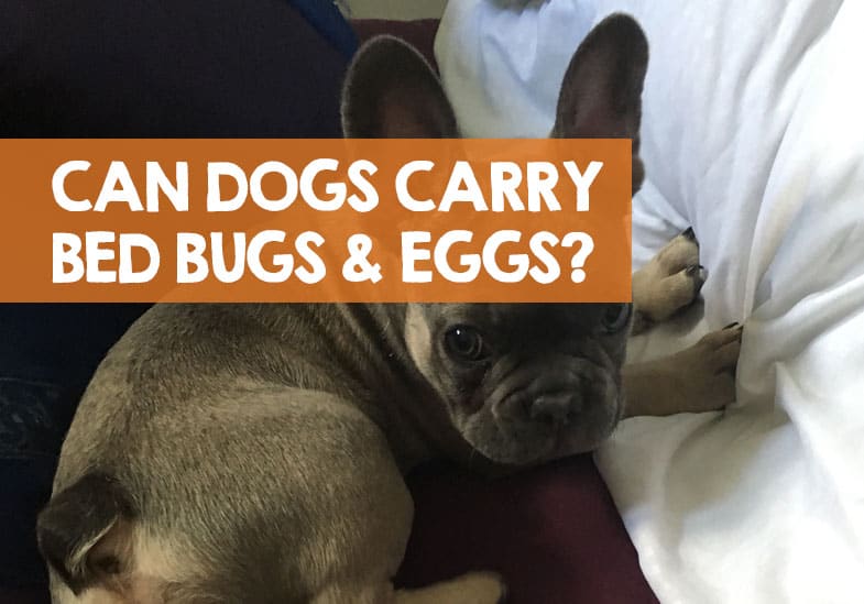 Can Dogs Carry Bed Bugs Or Eggs Into Your House Truth 