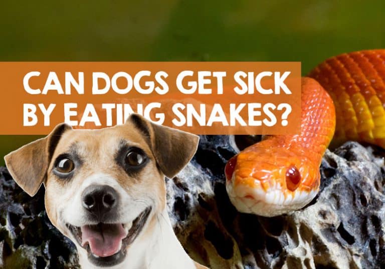 Can Dogs Get Sick from Eating Snakes? (What to Do When Happens)