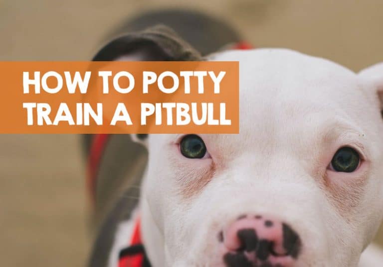 How to Potty Train a Pitbull Puppy in 9 Easy Steps