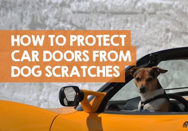 How to Protect Car Doors from Dog Scratches 3 Interior Protection Tips