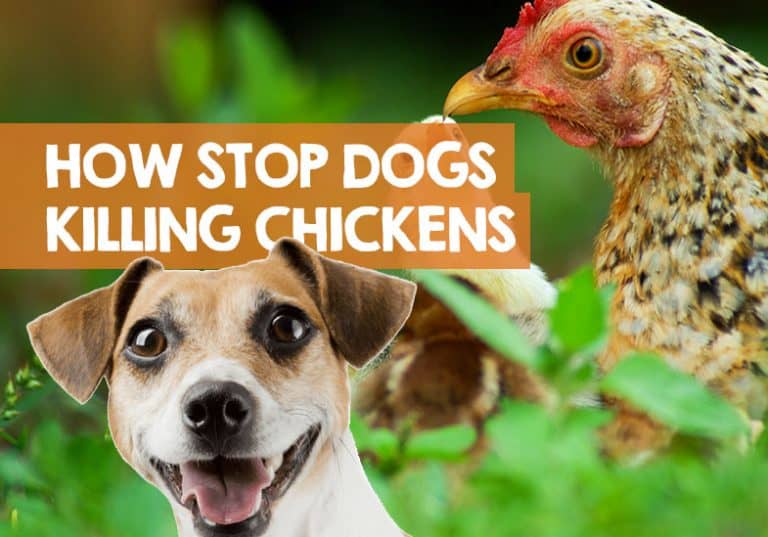 How to Stop a Dog Killing Chickens Best Way to Stop Attacks