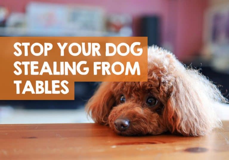 How to Stop a Dog Stealing Food from the Table & Kitchen Worktops