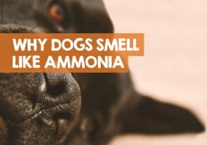 Why Does My Dog Smell Like Ammonia? (Breath, Pee, or Poop)