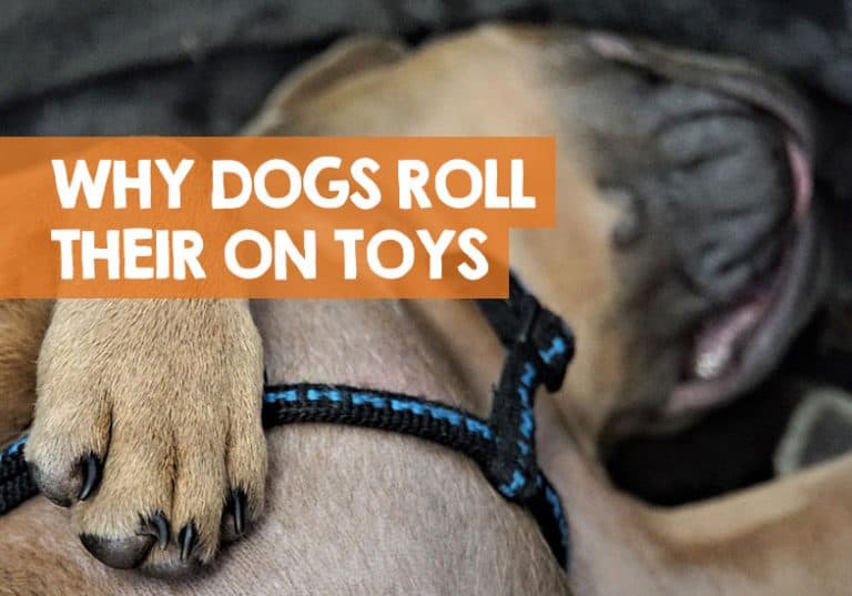Why Does My Dog Roll on His Toys? Let Me Explain Why