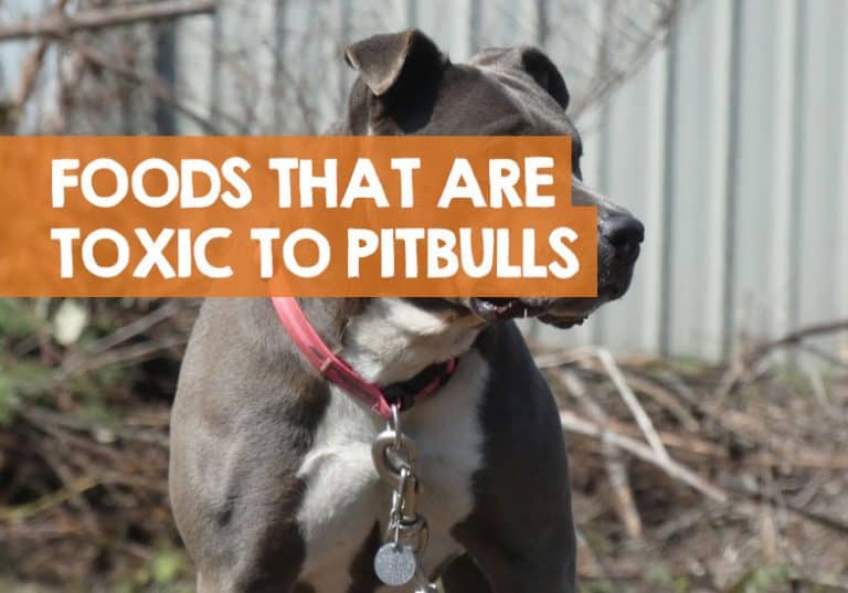 25 Bad Foods for Pitbull Terriers Toxic & Dangerous Foods!