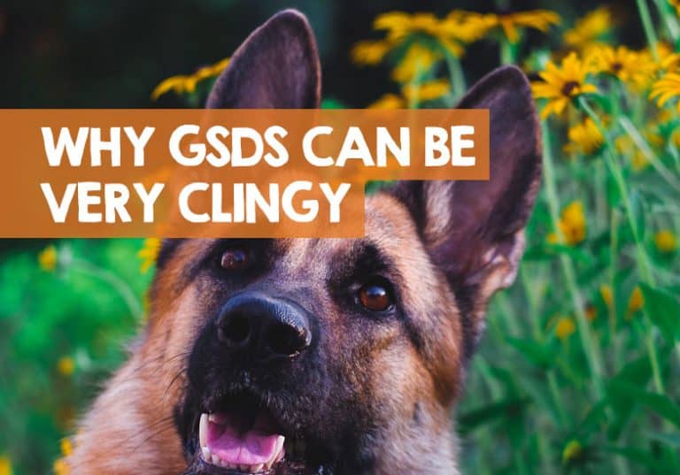 Why Are German Shepherds So Clingy? GSDs Need Attention!
