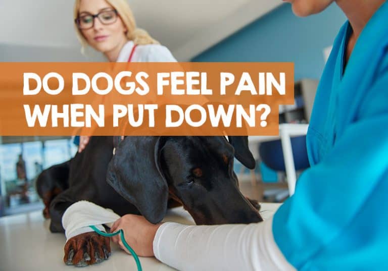 Do Dogs Feel Pain When Put to Sleep & Put Down (What Science Says)