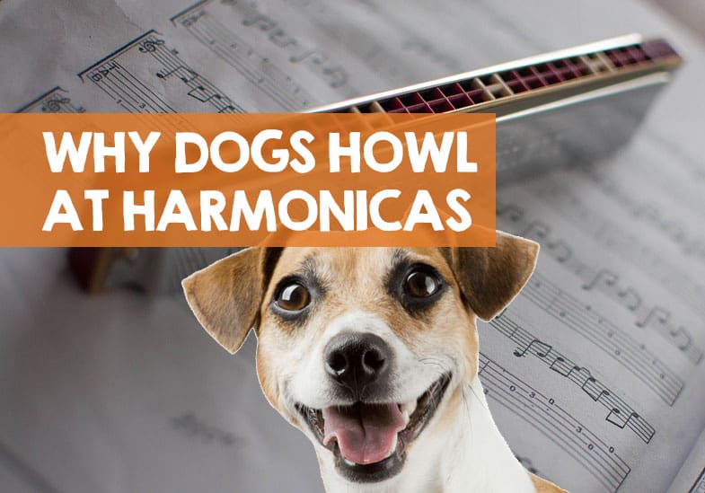 What Does Howling Mean To A Dog