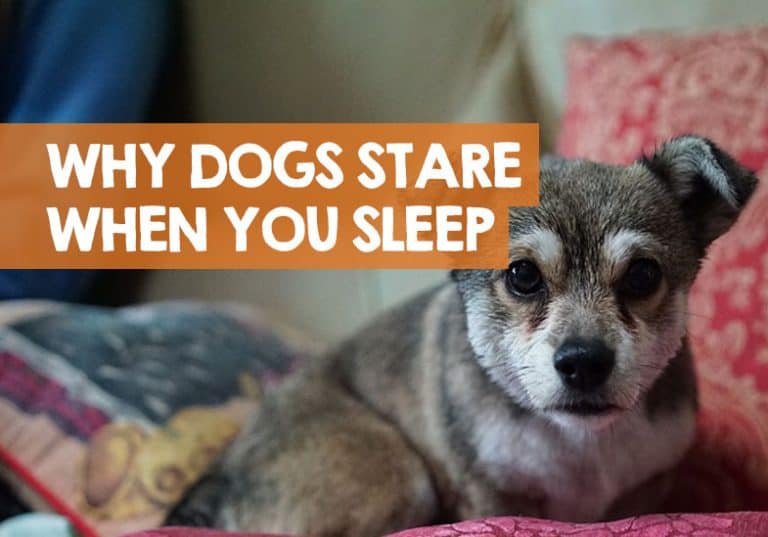 Why Does My Dog Stare at Me When I Sleep at Night?