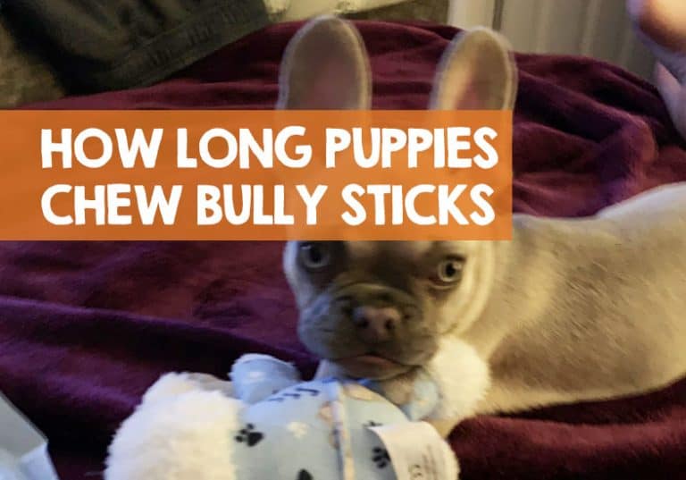 How Long Should a Puppy Chew on a Bully Stick? (Answer)