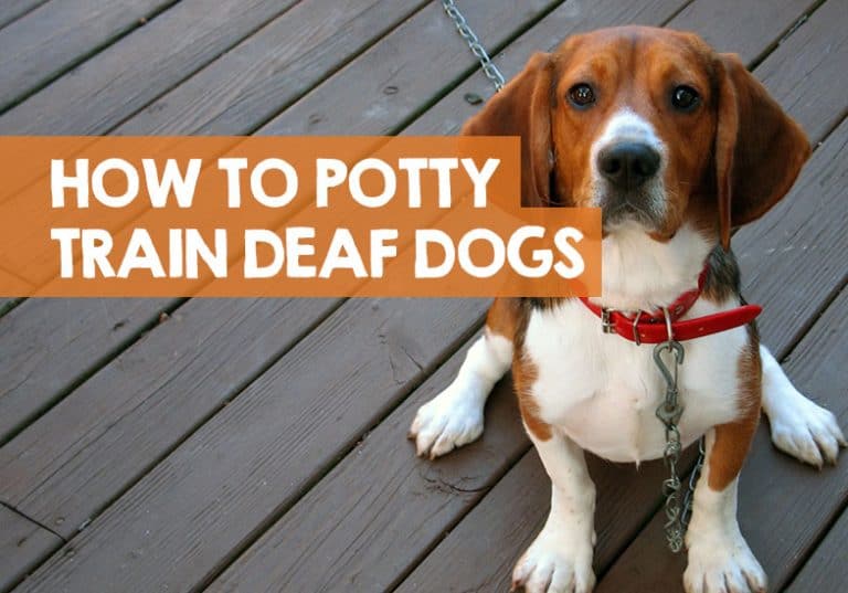 How to Potty Train a Deaf Dog 8 Easy Steps to Toilet Train