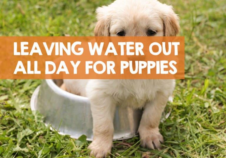 Should I Leave Water Out for My Puppy All Day? [+ Risks]