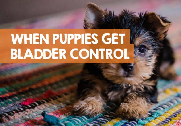 When Do Puppies Develop Bladder Control (What Age)?