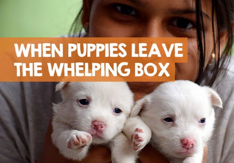 When Can Puppies Leave the Whelping Box? (The Right Age)