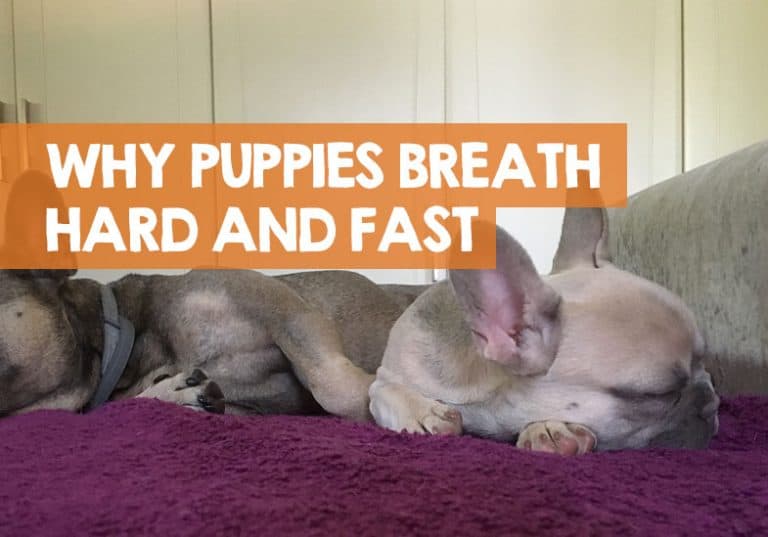 Why Is My Puppy Breathing So Hard & Fast? (Awake or Sleeping)