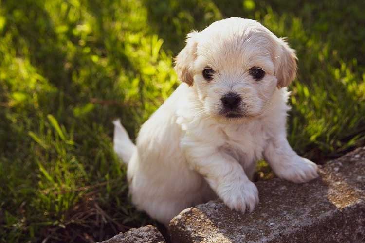 can dogs pee themselves when scared