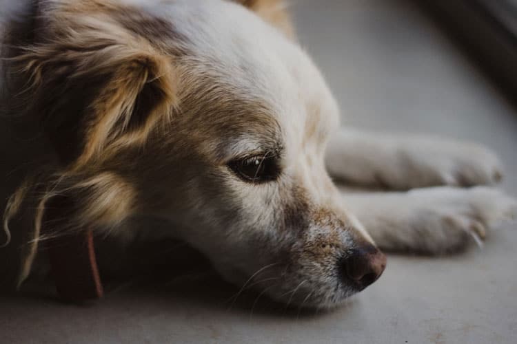 Why does my dog lay in front of the bathroom door? Tips and Tricks