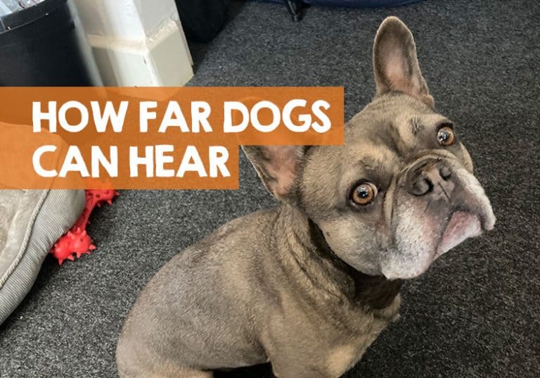 How Far Away Can Dogs Hear? (e.g Thunder, Fireworks, Whistles)