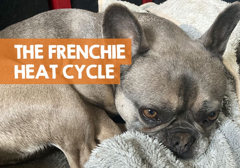French Bulldog Heat Cycle How Many Times A Year Signs