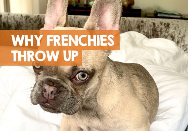Why Does My French Bulldog Throw Up? 8 Reasons + Foam Vomiting