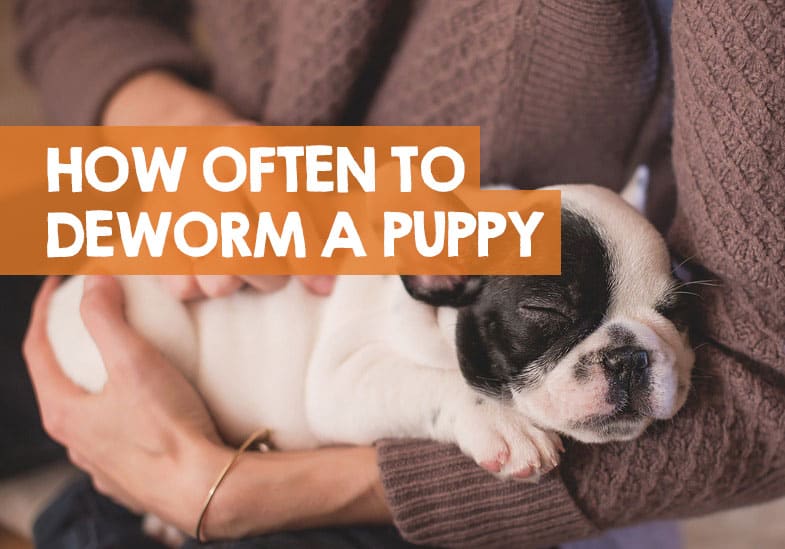 how much is it to deworm a dog