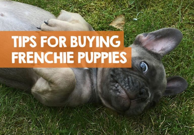 What to Look for When Buying a French Bulldog Puppy + Questions to Ask