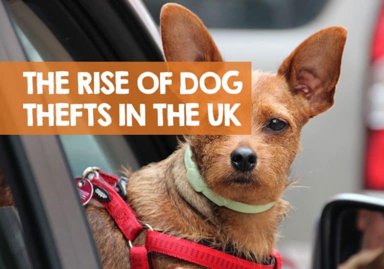 How Many Dogs Are Stolen in the UK Each Year? (Statistics & Risk)